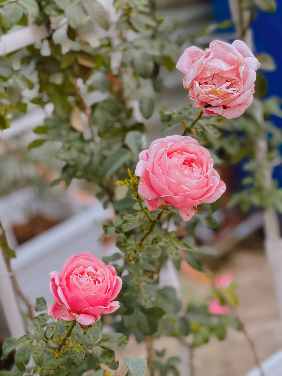 Vườn hồng trong biệt thự của Ốc Thanh Vân khiến nhiều người thích thú.