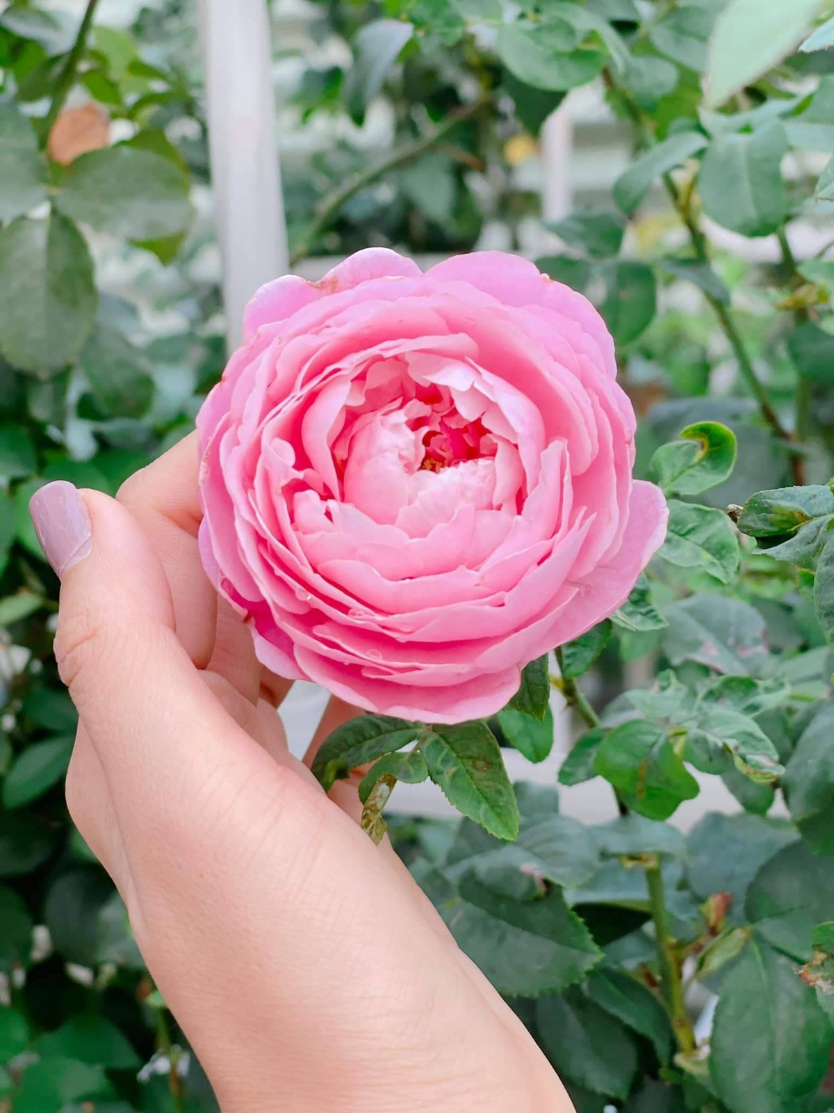 Các loại hồng được Ốc Thanh Vân trồng đều là những loại giống đắt đỏ và cần có sự đầu tư lớn khi nuôi trồng.