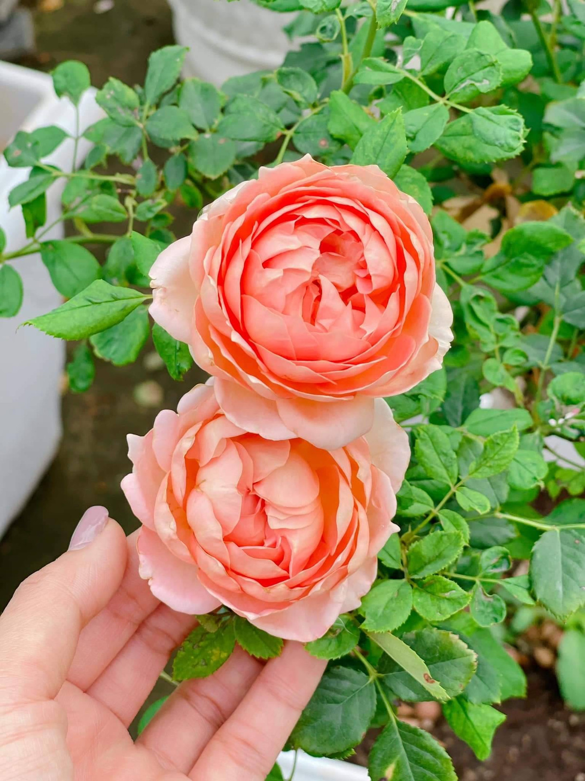 Bông nào cũng bung nở, khoe sắc kiều diễm.