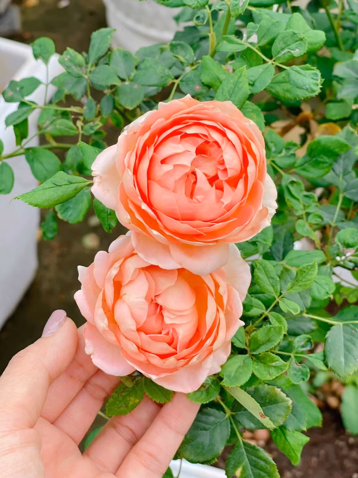 Bông nào cũng bung nở, khoe sắc kiều diễm.