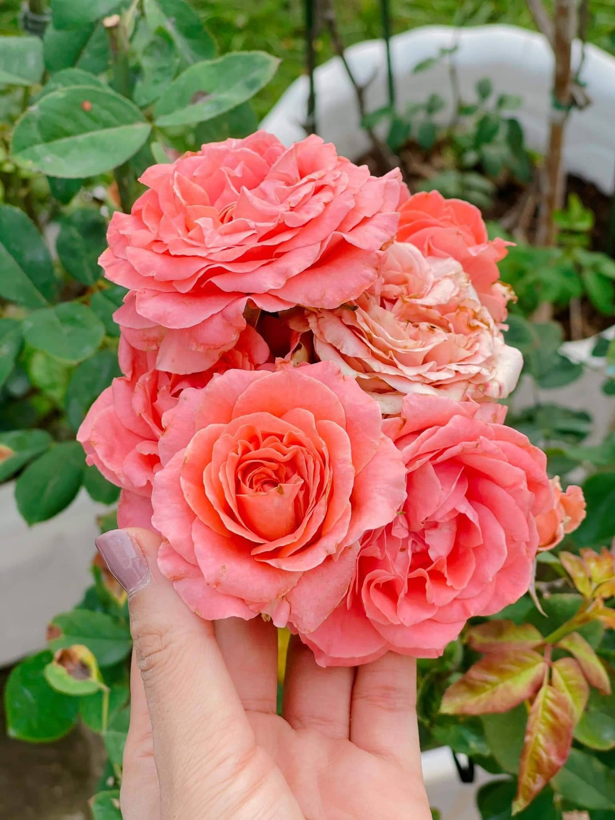 Theo đó, MC Ốc Thanh Vân trồng rất nhiều hoa hồng.