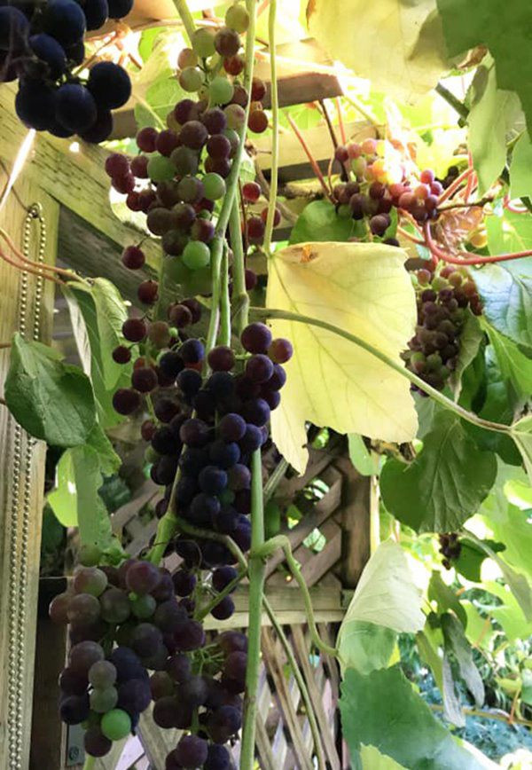 Vườn nhà Hoa hậu Phu nhân Canada 2013 có cây ăn trái như táo, nho, kiwi, cherry...