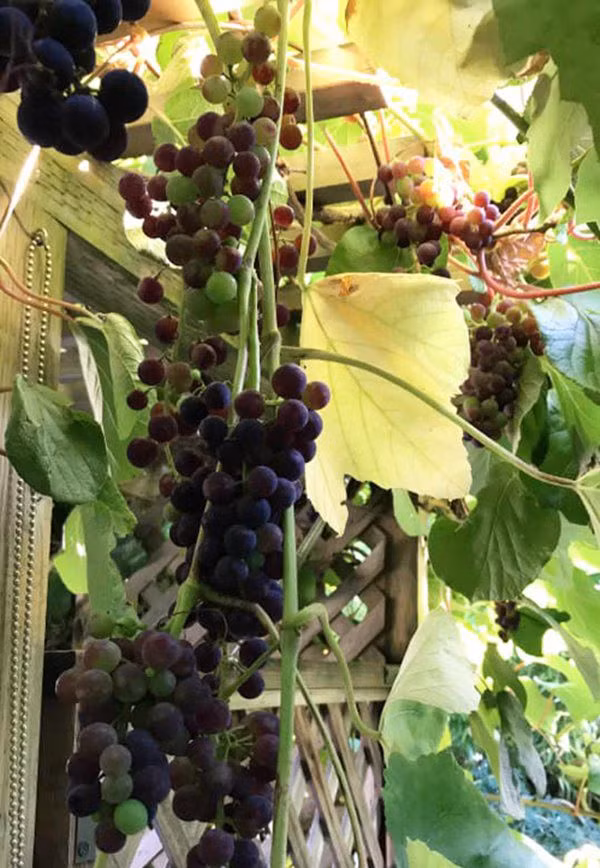 Vườn nhà Hoa hậu Phu nhân Canada 2013 có cây ăn trái như táo, nho, kiwi, cherry...