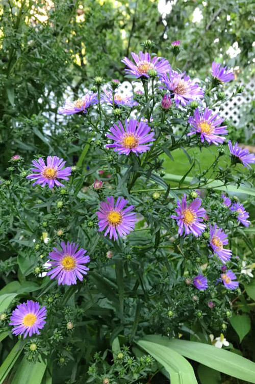 Hoa lưu ly, hồng, ly... được trồng đan xen dưới những gốc cây và và dọc theo lối đi.