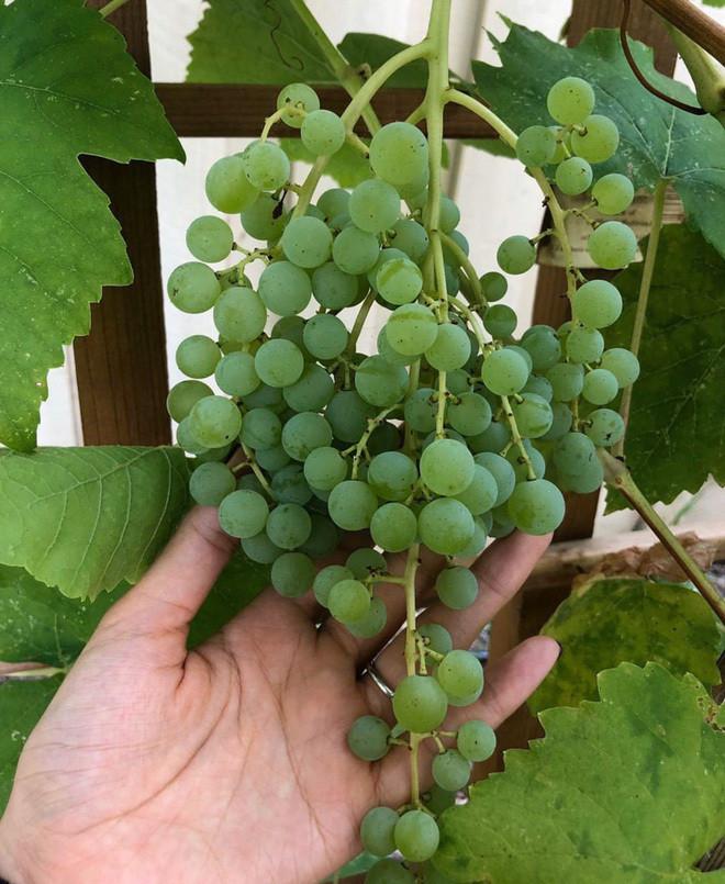 Hoa hậu Phạm Hương còn trồng được nho, dưa hấu, cam...