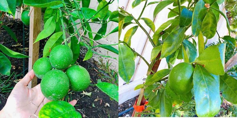 Trên trang Instagram cá nhân Phạm Hương đã chia sẻ loạt ảnh khu vườn rau xanh như chanh, đậu cove...