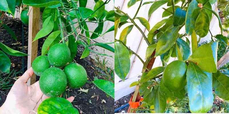 Trên trang Instagram cá nhân Phạm Hương đã chia sẻ loạt ảnh khu vườn rau xanh như chanh, đậu cove...