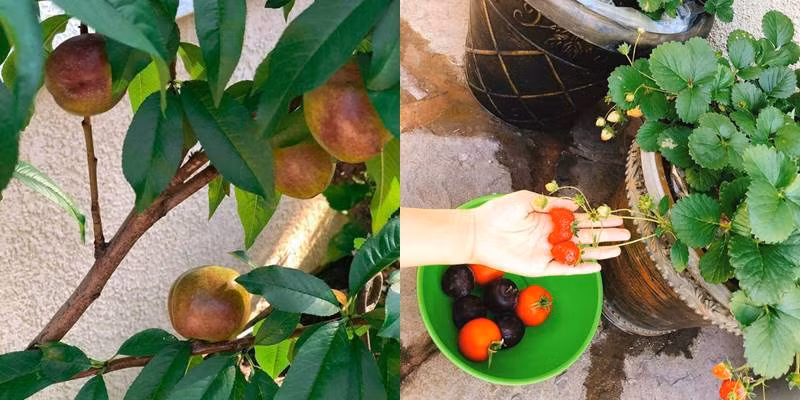 Chanh leo, cà chua và dâu tây lúc lỉu trong vườn.