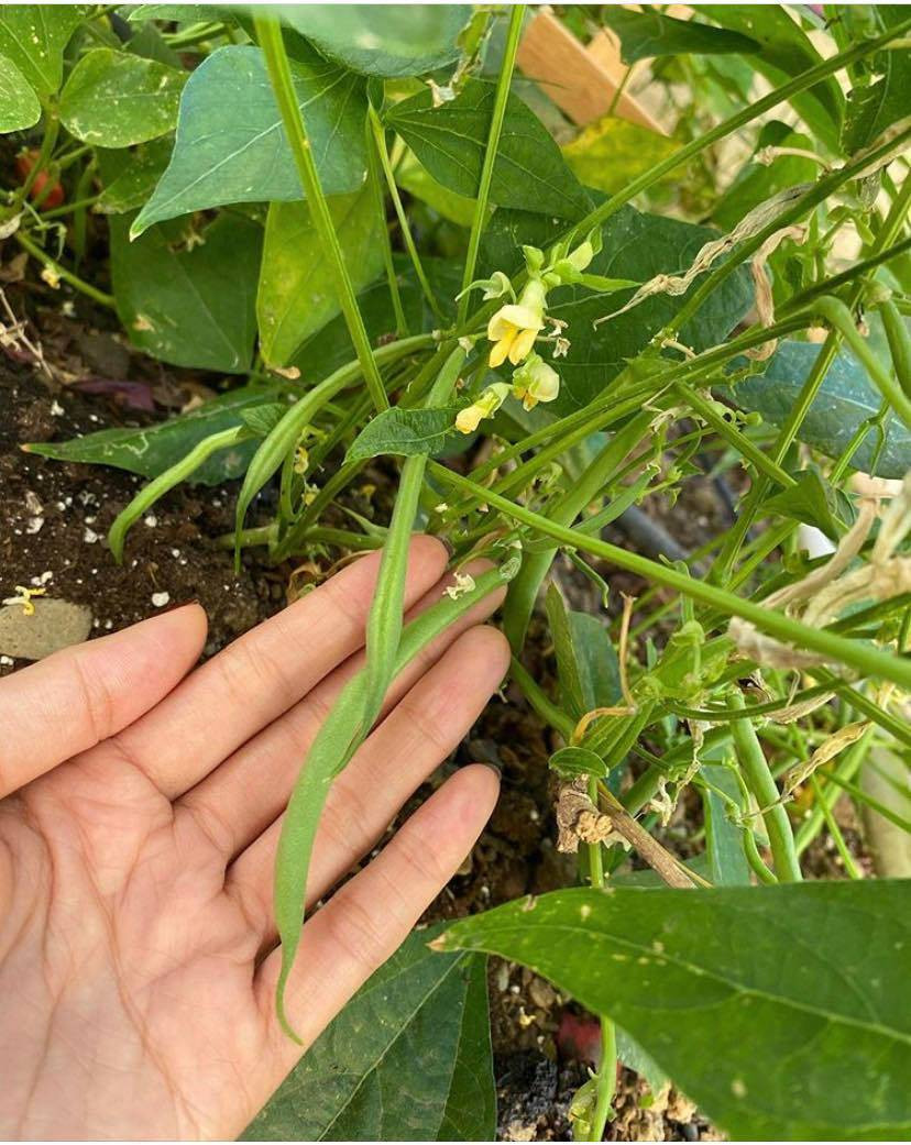 Nàng hậu hài hước nói vui vì có nhiều thời gian rảnh rỗi nên chăm sóc, trồng nhiều loại cây.