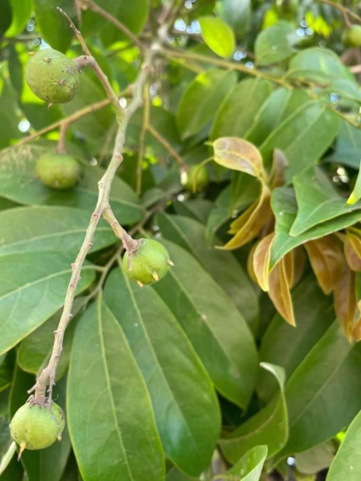 Tuy nhiên, do lượng sấu non đầu mùa còn ít nên nhiều tiểu thương không đủ hàng bán cho khách. Ảnh: Facebook