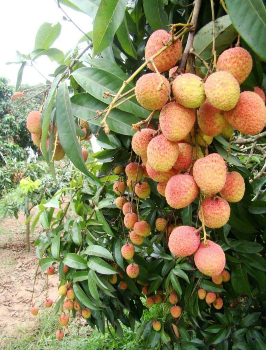 Thậm chí, trên chợ mạng, có người rao bán vải tới giá chỉ 50.000 đồng/3kg. Ảnh: Facebook.