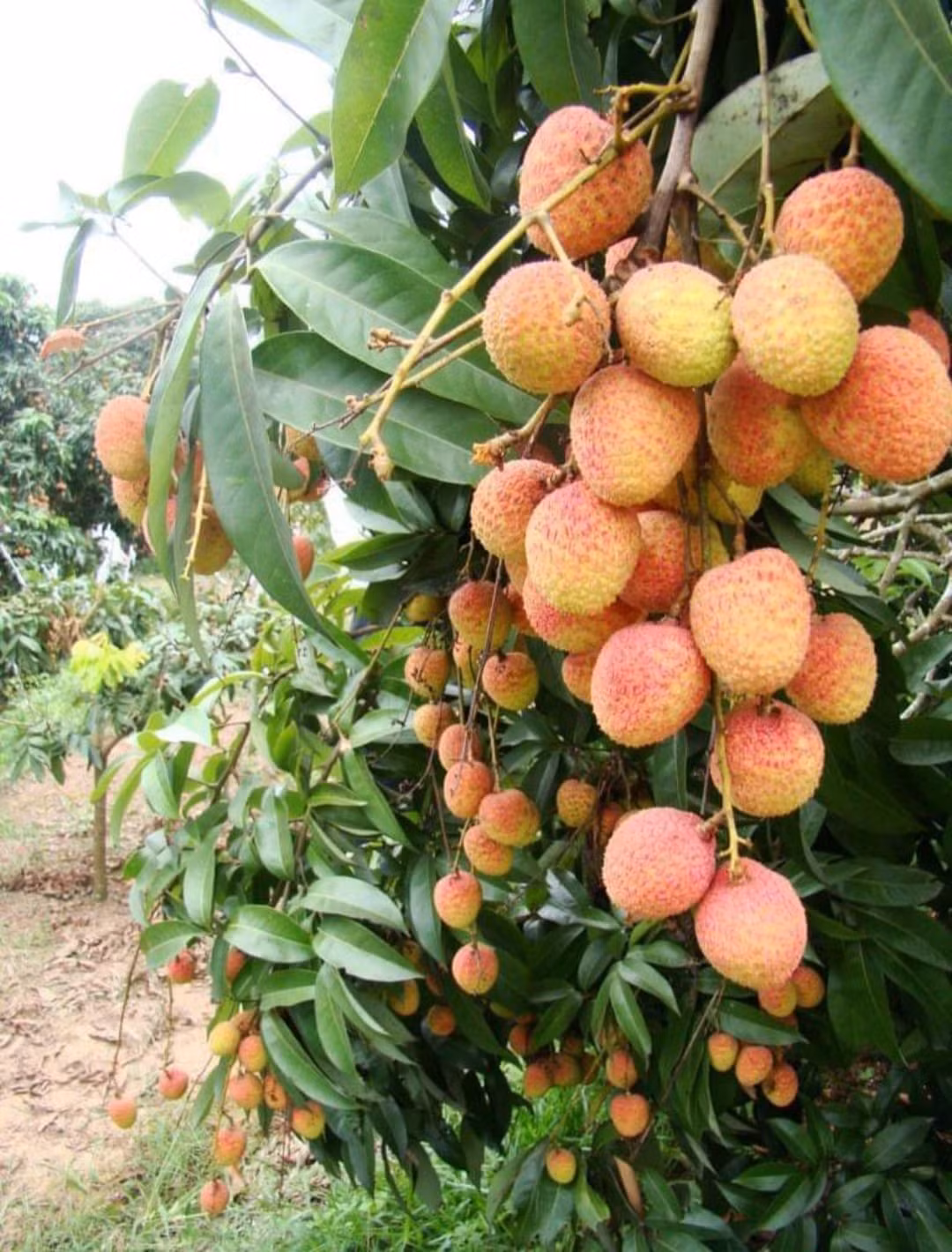 Thậm chí, trên chợ mạng, có người rao bán vải tới giá chỉ 50.000 đồng/3kg. Ảnh: Facebook.