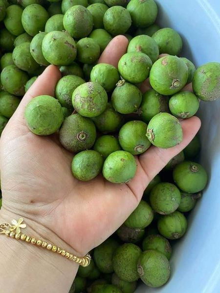 Theo người bán, giá sấu đầu mùa rẻ hơn năm ngoái một phần vì ảnh hưởng của dịch bệnh COVID-19. Giá hạ hơn mọi năm nên sấu non hiện khá đắt khách. Ảnh: Facebook