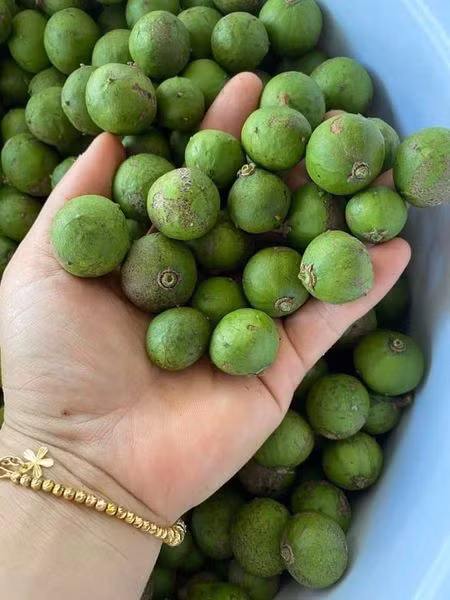 Theo người bán, giá sấu đầu mùa rẻ hơn năm ngoái một phần vì ảnh hưởng của dịch bệnh COVID-19. Giá hạ hơn mọi năm nên sấu non hiện khá đắt khách. Ảnh: Facebook