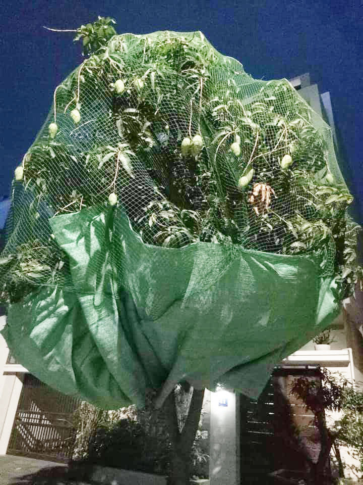 Với cách giăng lưới như thế này thì tên trộm chắc chỉ dám đứng nhìn tiếc nuối. Ảnh: Vietnamnet