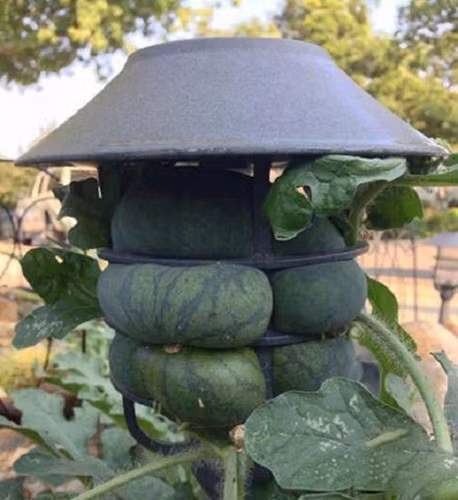 Cách chống trộm trái dưa hấu mà đến gia chủ muốn ăn cũng có vẻ hơi khó. Ảnh: Internet