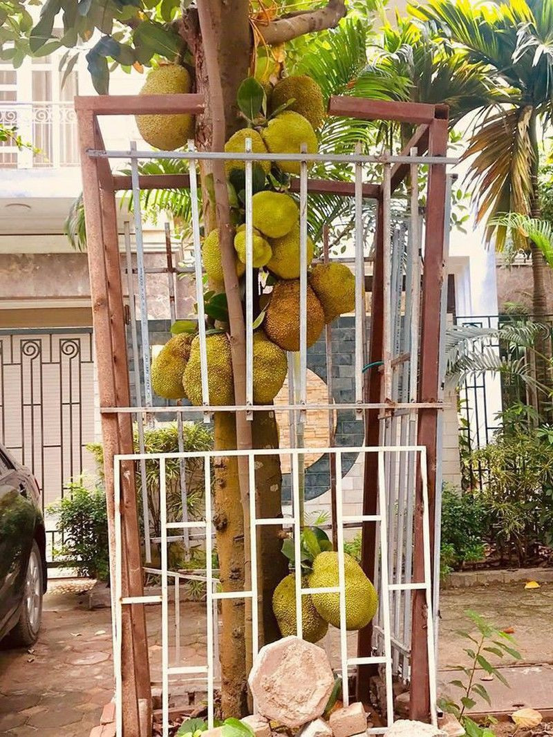 Rào bằng thép thôi chưa đủ, phải dằn thêm vài tảng đá to to bên dưới mới bảo vệ được những trái mít. Ảnh: Doanh nghiệp và Tiếp thị