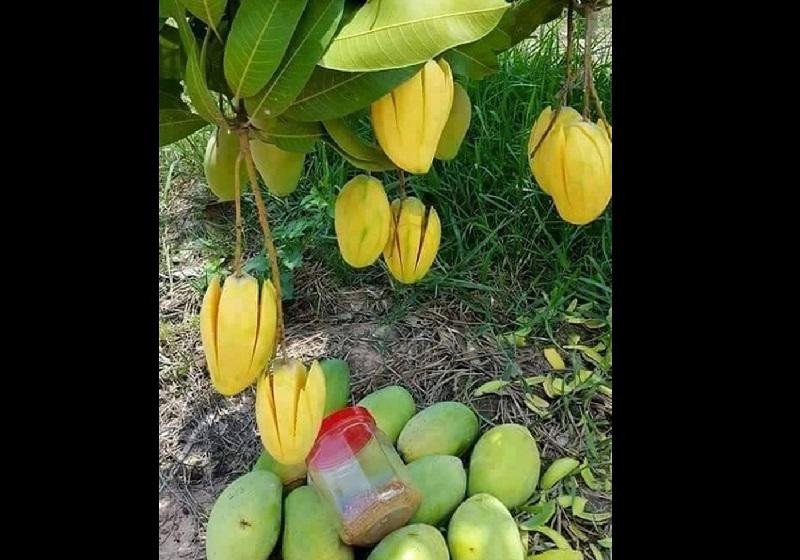 Để bảo vệ những trái xoài, người trồng quyết định gọt sẵn kèm muối chấm cho tên trộm. Ảnh: Internet