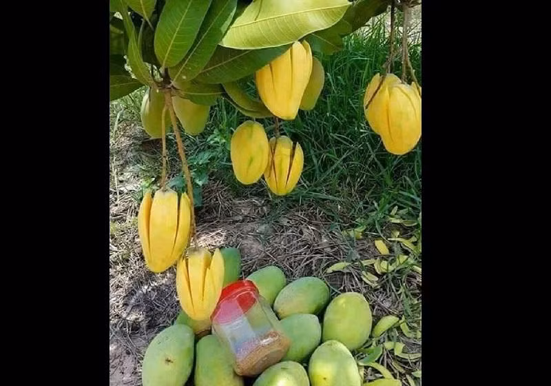 Để bảo vệ những trái xoài, người trồng quyết định gọt sẵn kèm muối chấm cho tên trộm. Ảnh: Internet