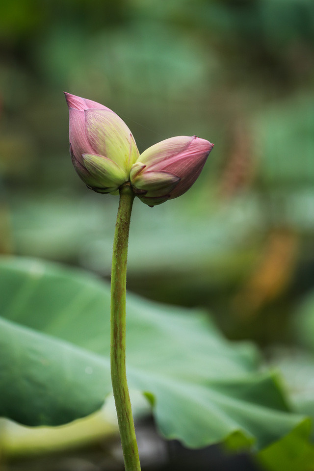Những bông sen Tịnh Đế to đều và cân bằng nhau, màu sắc như nhau và nở cùng nhau là rất hiếm. Ảnh: VTV
