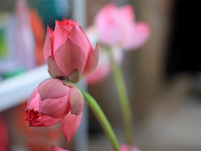 Theo người bán, tùy bông xấu đẹp, nở đều hay lệch bông to nhỏ mà Tịnh Đế sẽ có giá khác nhau. Ảnh: Internet