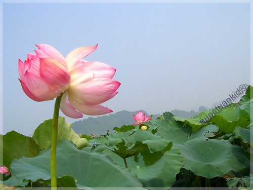 Theo người bán, tùy bông xấu đẹp, nở đều hay lệch bông to nhỏ mà Tịnh Đế sẽ có giá khác nhau. Ảnh: Internet