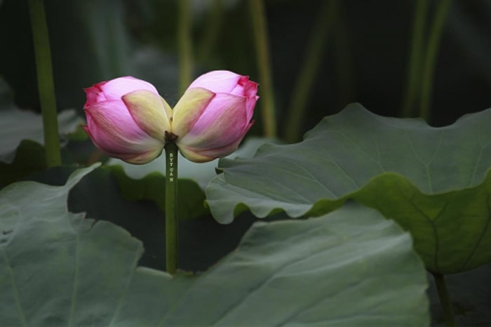 Chính vì bởi sự quý hiếm nên khách sành chơi phải đặt trước vài tháng may ra mới có. Ảnh: Internet