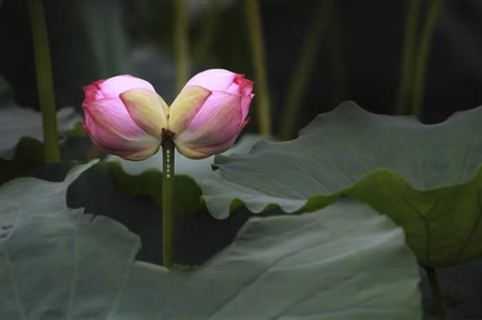 Chính vì bởi sự quý hiếm nên khách sành chơi phải đặt trước vài tháng may ra mới có. Ảnh: Internet