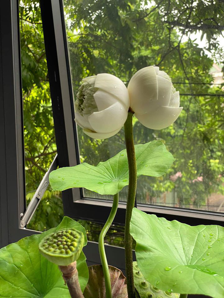 Do một đế 2 bông nên nhiều người gọi còn gọi vui là sen “sinh đôi”. Là hiện tượng đặc biệt, ít gặp nên loài sen này được coi như một điềm lành, chỉ sự thịnh vượng, sung túc, may mắn. Ảnh: Dân Việt.