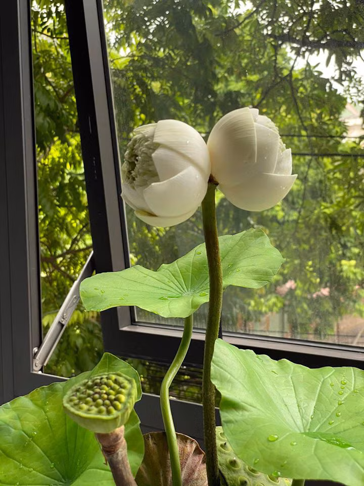 Do một đế 2 bông nên nhiều người gọi còn gọi vui là sen “sinh đôi”. Là hiện tượng đặc biệt, ít gặp nên loài sen này được coi như một điềm lành, chỉ sự thịnh vượng, sung túc, may mắn. Ảnh: Dân Việt.