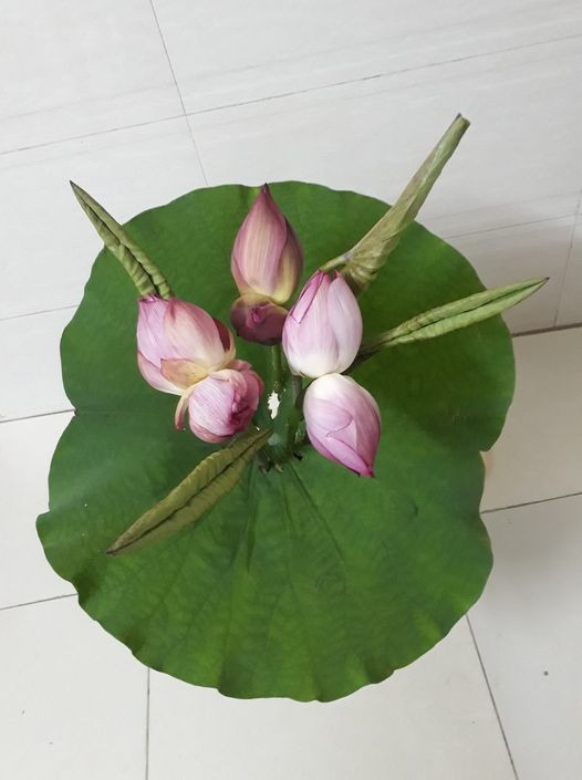 Dù có giá cao gấp hàng chục lần so với các loại sen thông thường nhưng sen Tịnh Đế vẫn được dân sành chơi lùng mua. Ảnh: FB Le Thi Oanh