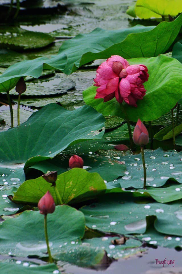 Khác với những bông sen đơn màu hồng và trắng vô cùng quen thuộc, sen Tịnh Đế khá hiếm, cả đầm vài nghìn bông cũng chỉ xuất hiện một vài đóa sen Tịnh Đế. Ảnh: Facebook.