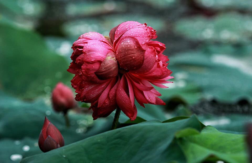 Ngày xưa, loài sen Tịnh Đế chỉ dành để tiến vua. Chính vì thế cái tên "Tịnh Đế" ra đời. Ảnh: Facebook