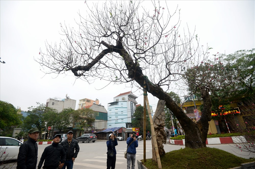 Đa số đào cổ thụ được các chủ vườn tìm mua tại vùng núi các tỉnh Tây Bắc. Giá trị của cây phụ thuộc vào tuổi thọ, thế cây, độ tự nhiên của thân cành. Ảnh: Lao động.
