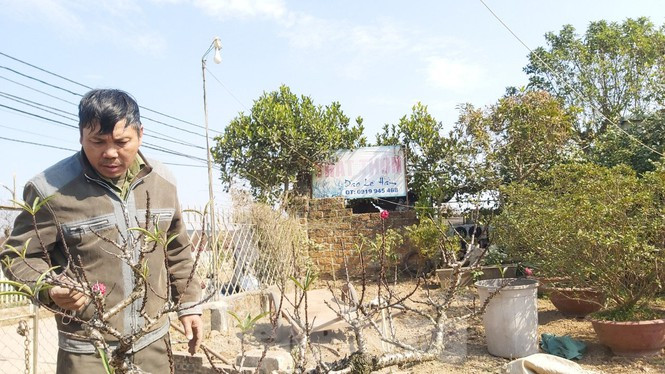 Để đánh giá một cây đào Thất thốn đẹp, trước hết gốc phải phình to, cổ kính và cây phải có thế. Ảnh: Tiền phong.