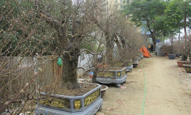 Những cây đào cổ thụ có đủ kích cỡ, hình dáng, tuổi thọ... tương ứng với mức giá từ bình dân đến đắt đỏ. Ảnh: VTCnews.