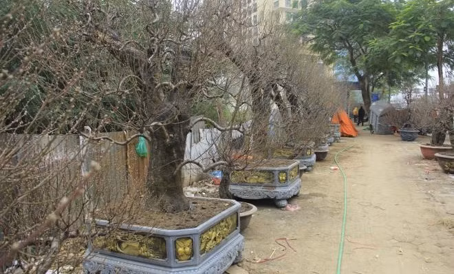 Những cây đào cổ thụ có đủ kích cỡ, hình dáng, tuổi thọ... tương ứng với mức giá từ bình dân đến đắt đỏ. Ảnh: VTCnews.