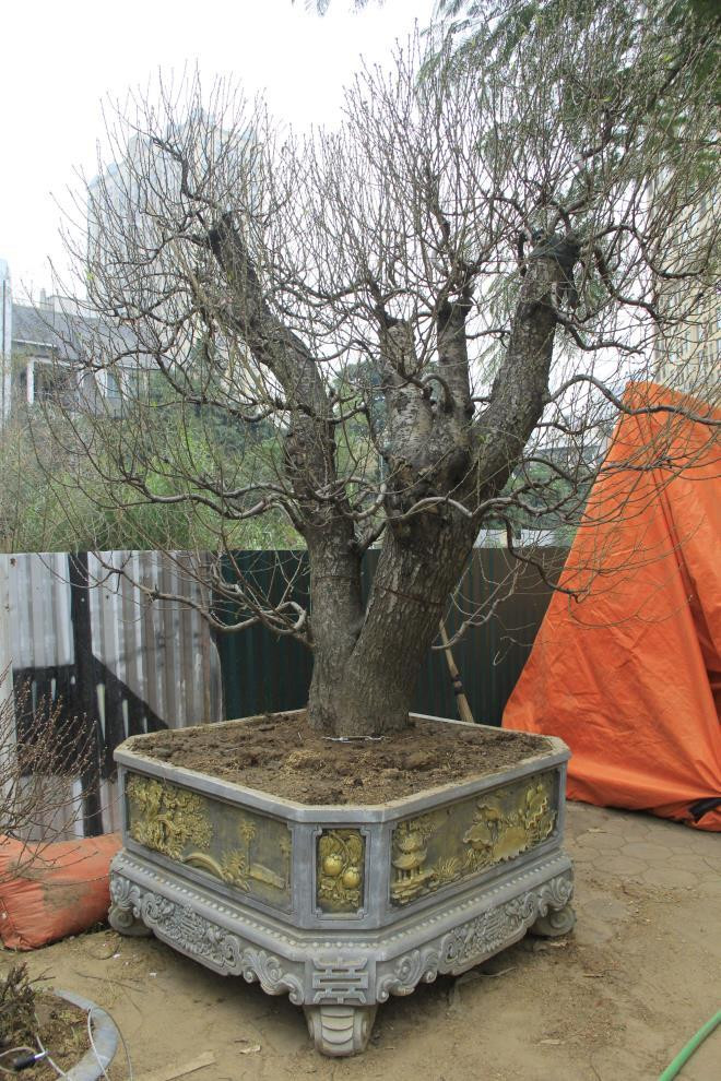 Đáng chú ý, nhiều cây đào cổ thụ với những gốc cây lớn, thân cao, trồng trong những chậu to có giá thuê tới 100 triệu đồng. Ảnh: VTCnews.