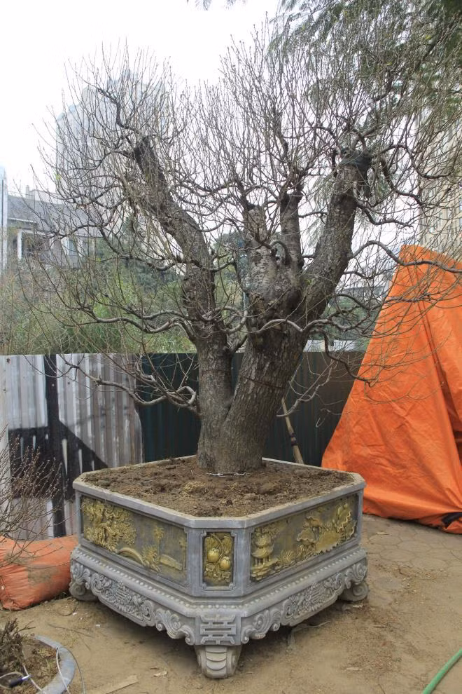 Đáng chú ý, nhiều cây đào cổ thụ với những gốc cây lớn, thân cao, trồng trong những chậu to có giá thuê tới 100 triệu đồng. Ảnh: VTCnews.