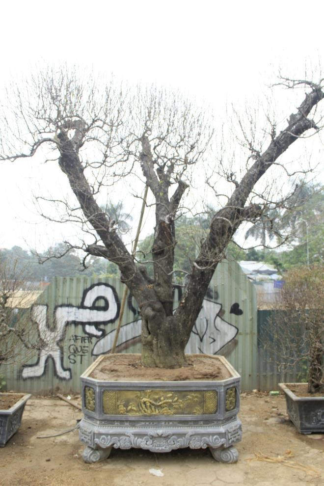 Theo người bán, loại đào cổ thụ này có nguồn gốc từ Lai Châu, Sơn La, chủ yếu đến Tết đem ra cho thuê rồi sau tết lại mang về chăm sóc. Ảnh: VTCnews.