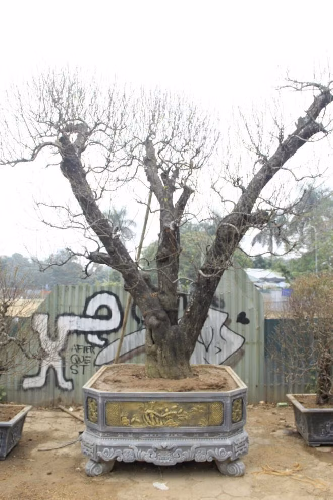 Theo người bán, loại đào cổ thụ này có nguồn gốc từ Lai Châu, Sơn La, chủ yếu đến Tết đem ra cho thuê rồi sau tết lại mang về chăm sóc. Ảnh: VTCnews.