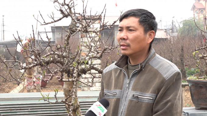 Nghệ nhân Lê Hàm (Nhật Tân, Hà Nội) cho biết, một số cây đào thất thốn đã được ông chăm sóc suốt hơn 30 năm qua. Giống như những đứa con, phải chăm sóc vất vả lắm, phải có đủ kiên nhẫn và đam mê thì mới nuôi nấng nó được nên ông Hàm chỉ muốn cho thuê chứ không bán. Ảnh: Nông nghiệp.