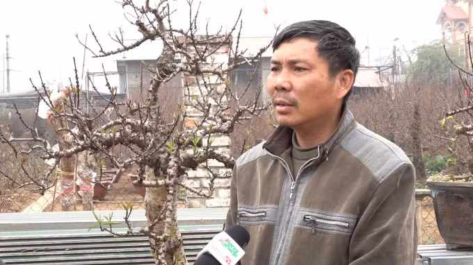 Nghệ nhân Lê Hàm (Nhật Tân, Hà Nội) cho biết, một số cây đào thất thốn đã được ông chăm sóc suốt hơn 30 năm qua. Giống như những đứa con, phải chăm sóc vất vả lắm, phải có đủ kiên nhẫn và đam mê thì mới nuôi nấng nó được nên ông Hàm chỉ muốn cho thuê chứ không bán. Ảnh: Nông nghiệp.