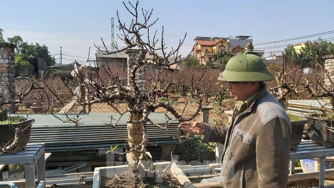 Ngoài đào rừng, đào thất thốn, đào bích (Nhật Tân, Hà Nội) nở đúng dịp tết được nhiều người sành chơi săn đón, giá thuê hàng chục triệu đồng. Ảnh: Tiền phong.