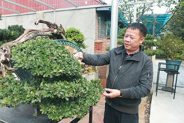 Đại gia Ngô Mạnh Hiệp ở xóm 5 Giang Cao, xã Bát Tràng (Gia Lâm - Hà Nội) cũng là một người chơi cây cảnh có tiếng ở Hà Nội. Anh sở hữu vườn cây cảnh rộng hơn 1.000m2 ở Bát Tràng với gần 500 cây cảnh, đủ loại kích cỡ và có giá trị. Ảnh: Khám phá.