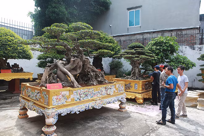 Trong vườn có gần 100 cây mai tứ quý cổ, trên 200 cây sanh cổ, nhiều tác phẩm duối cổ có tuổi đời vài trăm năm trong đó có khoảng 40 cây thương hiệu, lớn nhỏ khác nhau như: Thiên long vũ hội, cặp khế cổ 500 năm, bộ ba cây tùng cổ...Ảnh: Dân Việt