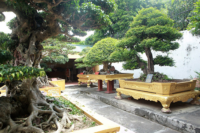 Khu gia trang của ông nằm ở vị trí đắc địa của TP. Việt Trì (Phú Thọ), nhiều cây thuộc hàng quý hiếm, có 1-0-2 ở Việt Nam. Ảnh: Dân Việt