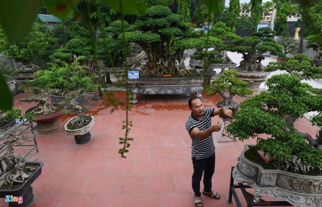 Anh Dương Văn Mười (Thường Tín, Hà Nội) là một nghệ nhân cây cảnh có tiếng. Trên khuôn viên diện tích sân vườn hơn 1.000m2, anh có khoảng 50-60 cây cảnh quý, ước tính vườn cây này trị giá lên đến 45 tỷ đồng. Ảnh: Zing.