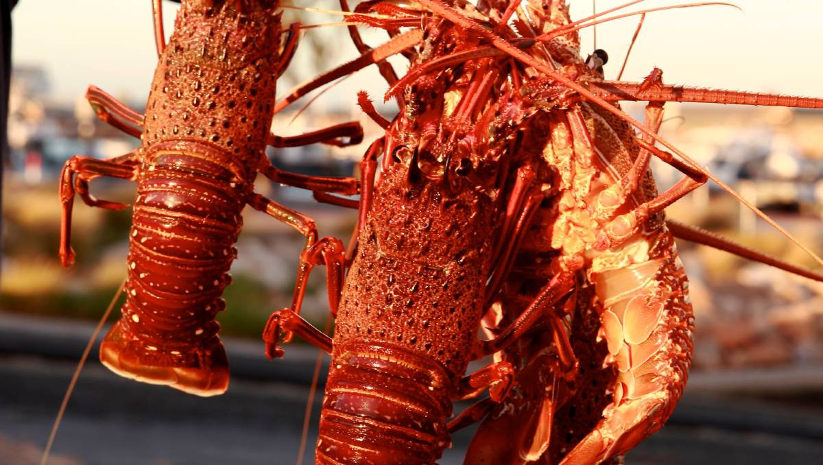 Do ảnh hưởng của dịch bệnh COVID-19, ngành công nghiệp tôm hùm của Úc đã bị ảnh hưởng nặng nề do các hạn chế xuất khẩu từ Trung Quốc. Ảnh: Internet