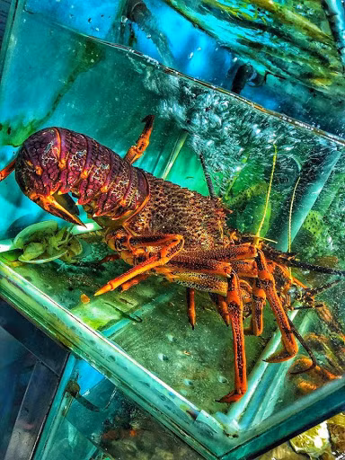 Tôm hùm Úc là một loài tôm hùm thuộc vùng biển Nam Úc và New Zealand, có họ hàng với tôm hùm. Ảnh: Haisantoanphat.